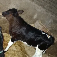 گوساله نر هیکلی