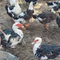 اردک اسراعیلی قو قاز نیمچه اسراعیلی نیمچه محلی|حیوانات مزرعه|تالش, تالش|دیوار