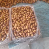 خرما تازه بلوچستان با ارزانترین قیمت به فروش میرود