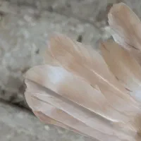 کله سفید|پرنده|بهبهان, |دیوار