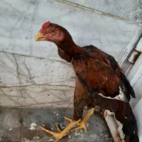 خروس لاری اصیل
