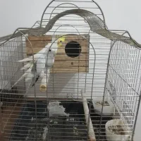 عروس هلندی|پرنده|اسلام‌شهر, مظفریه|دیوار