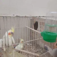 عروس هلندی|پرنده|لار, |دیوار