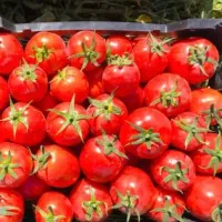 کشاورزی|خدمات باغبانی و درختکاری|صدرا-فارس, فاز ۱|دیوار