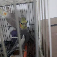 عروس هلندی جفت