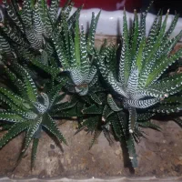 کاکتوس هاورتیا