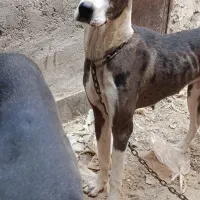 واگذاری ی سگ|سگ|زاهدان, |دیوار