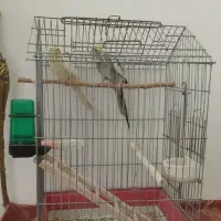 عروس هلندی لوتینو سخنگو|پرنده|ملایر, |دیوار