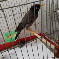 دو تا جوجه مینا|پرنده|قم, پردیسان|دیوار