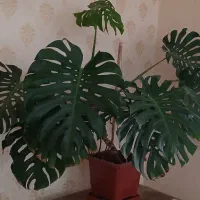 کل برگ انجیری (مانسترا)
