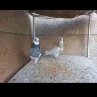 کفتر طوقی کاکلی پالخت هفرنگ  دوجفت|پرنده|تهران, کوثر|دیوار