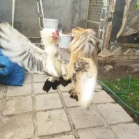 خروس چینی|حیوانات مزرعه|طبس, |دیوار