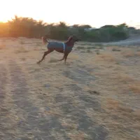 کره اسب فروش فوری