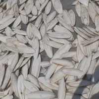 کف دریا|عمدهفروشی|بوشهر, |دیوار