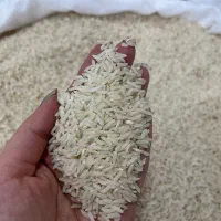 فروش برنج شیرودی عمده و خورده