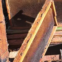 پوکه زنبور عسل