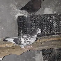 تعدادی کبوتر خوب|پرنده|کاشان, مشکات|دیوار