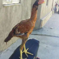 ۲۰عددباروک لاری دم تخم اسیننمم