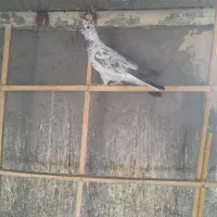 کفتر پرشی|پرنده|ساوه, |دیوار