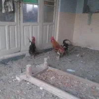 دو عدد خروس بومی