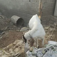 بز نر|حیوانات مزرعه|چابهار, |دیوار