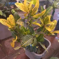 تک واحدی/دوبر/سندتک برگ /دوخوابه