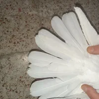 کفتر مقلوف طوقی و سرخ|پرنده|قم, باغ شریفی|دیوار