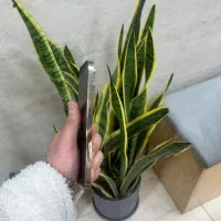 ۱۴ پرو|موبایل|تهران, هوانیروز|دیوار