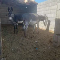 الاغ .اسب.شماره تلفن در عکس اخر