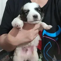 توله سگ عروسکی شیتزو کراس قیمت۷