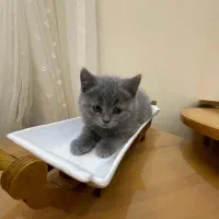 گربه بریتیش