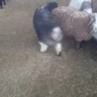 فروش بره نر|حیوانات مزرعه|جرقویه, |دیوار