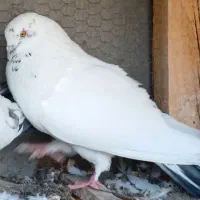 کبوتر قدیمی کاشان مخصوص خاص پسندا