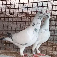 کبوتر پرشی ..جفگاه آلمانی وسار.