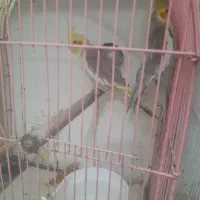 عروس هلندی مولد با جوجه و تخم