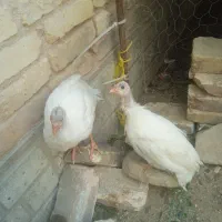 جوجه شاخدار