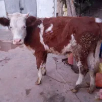 گوساله|حیوانات مزرعه|بیستون, |دیوار