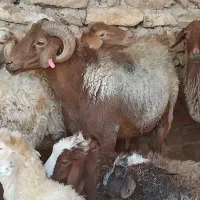 قوچ هموزیگوت دوساله بشرط پرش|حیوانات مزرعه|مشهد, ده دی|دیوار
