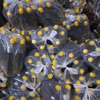 روغن های خوراکی ودرمانی به قیمت عمده|خوردنی و آشامیدنی|قم, انسجام|دیوار