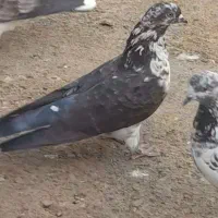 کبوتر