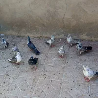 قاره وگرگی
