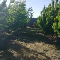 باغچه 350متری مثمر قاسم آبادبزرگ