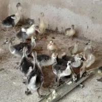 جوجه غاز