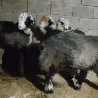 بره لری|حیوانات مزرعه|مسجد سلیمان, |دیوار