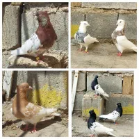 هفترنگ و کله ای همه رنگ