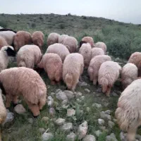 ۷۰راس بره صادارتی قیمت توافقی