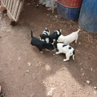 تول سگ نگهبان