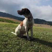 پویینتر ماده