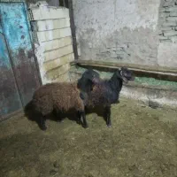 بره نر افشاری|حیوانات مزرعه|لالجین, |دیوار