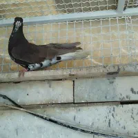 کفترپرنده خوشرنگ قهوه ای شهری.رنگی